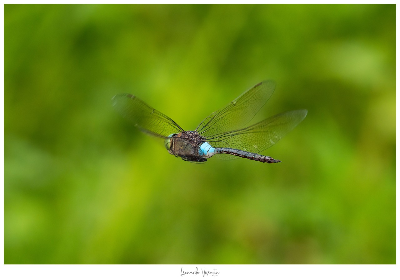 Anax parthenope