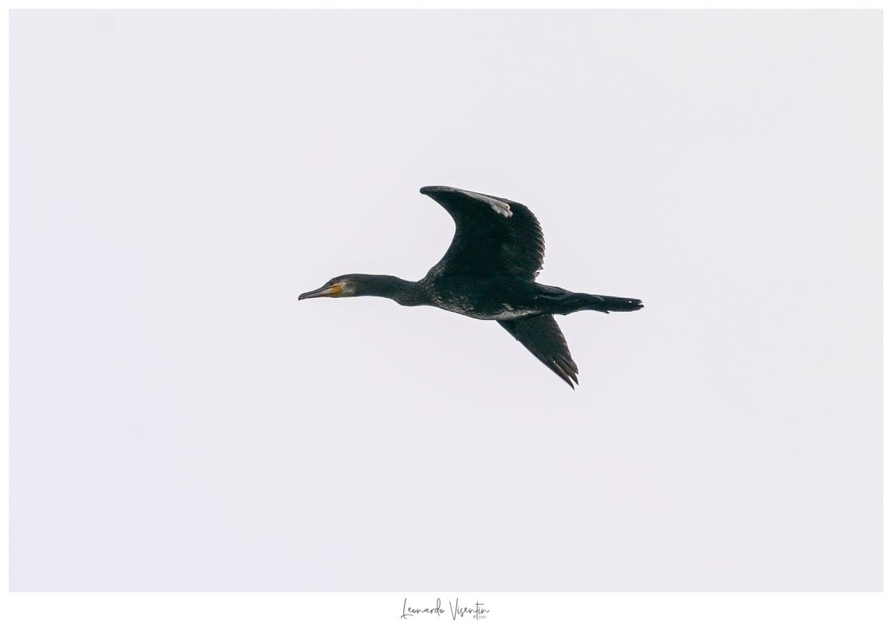 Cormorano