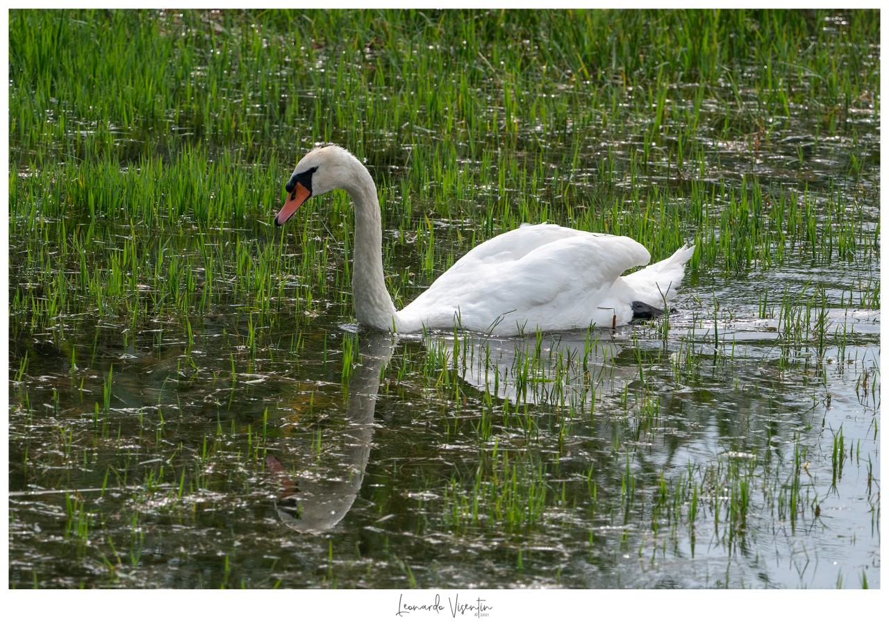 Cigno