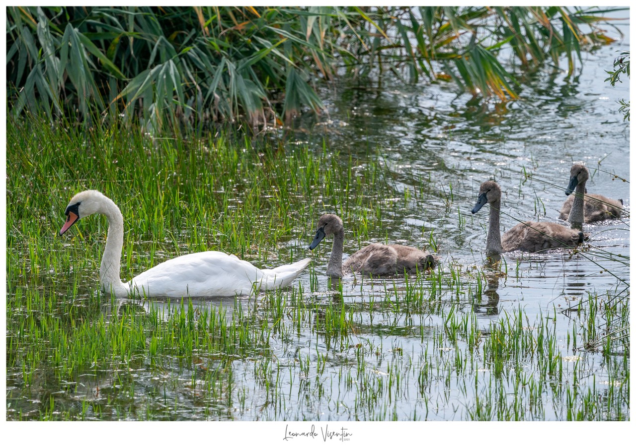 Famiglia di Cigni reali