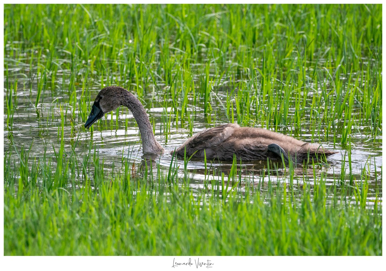 Cigno reale juv