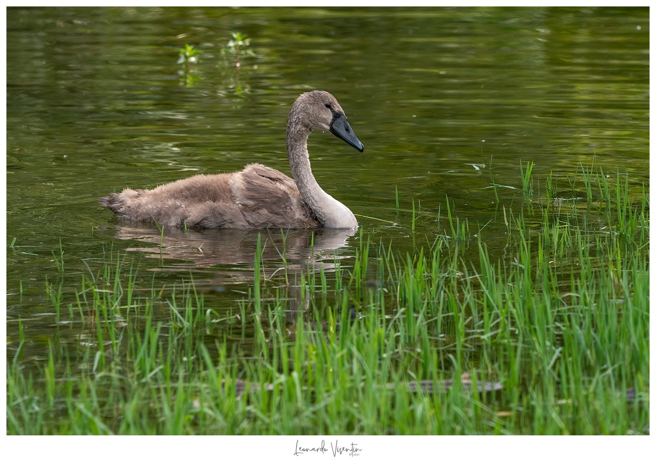 Cigno reale juv