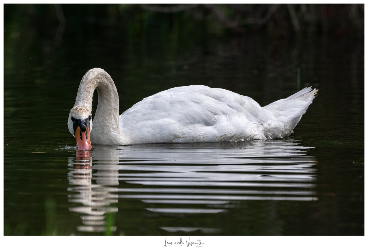 Cigno reale adulto
