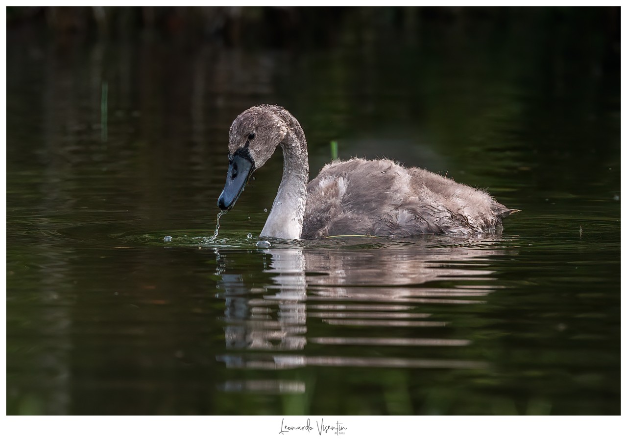 Cigno reale  juv