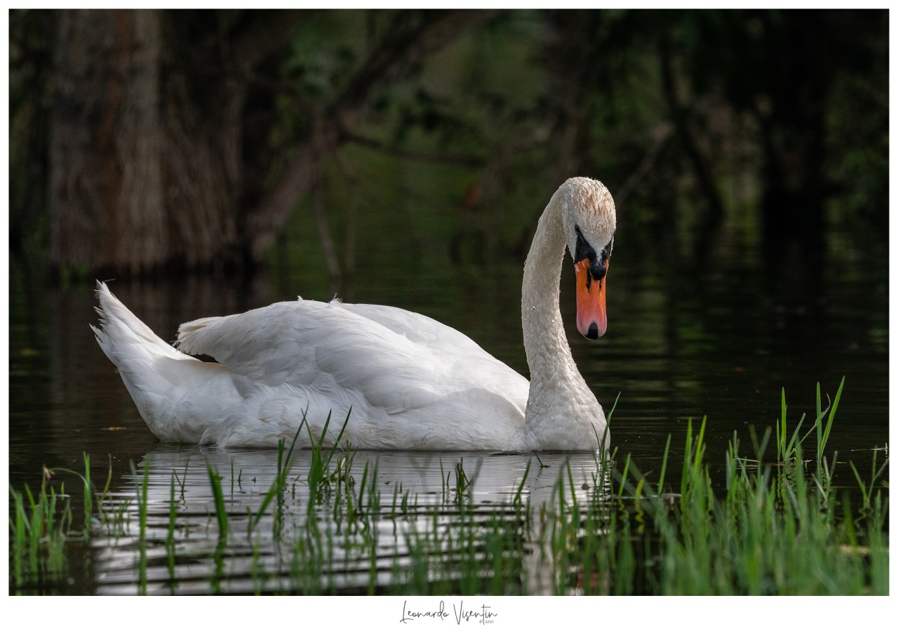 Cigno reale adulto