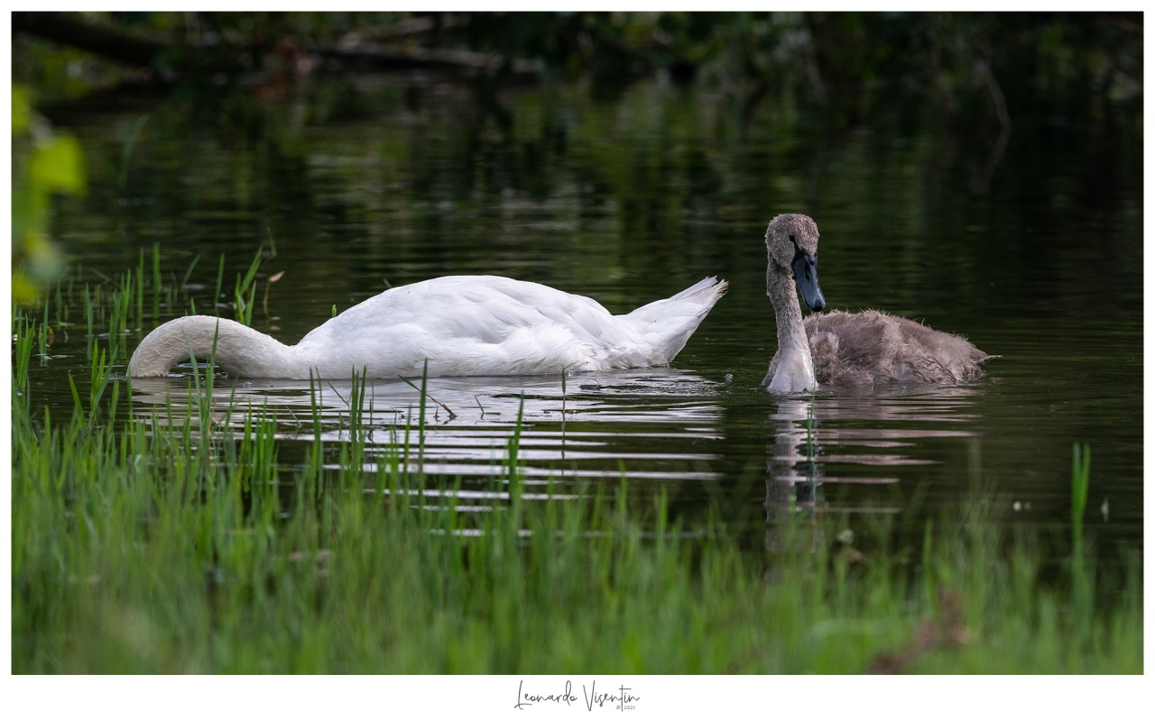 Cigno reale adulto e juv