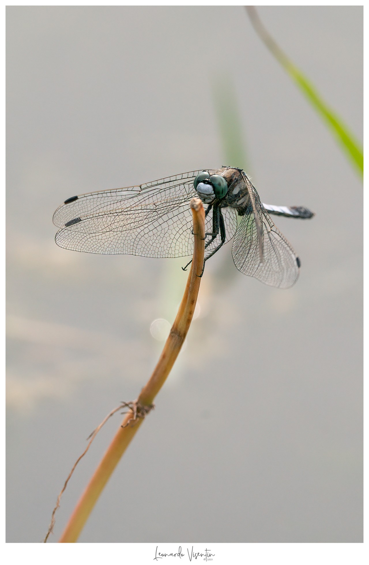 Libellula