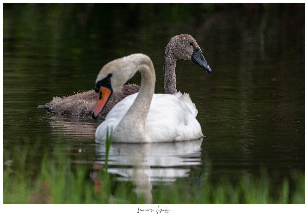 Cigno reale adulto e juv