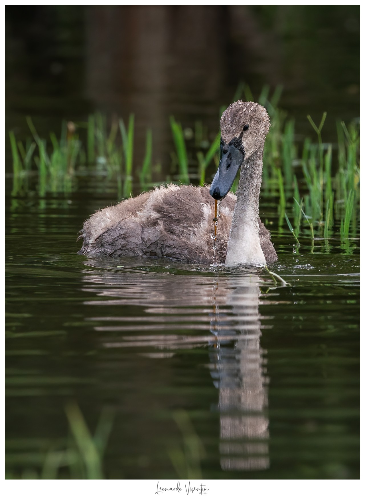 Cigno reale juv