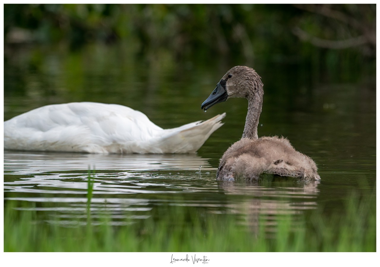Cigno reale juv