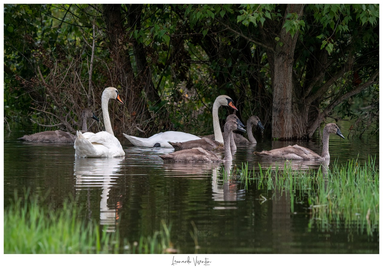 Famiglia di Cigni