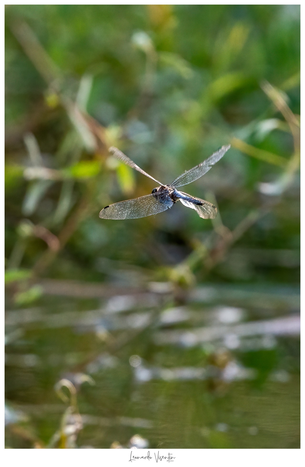 Libellula