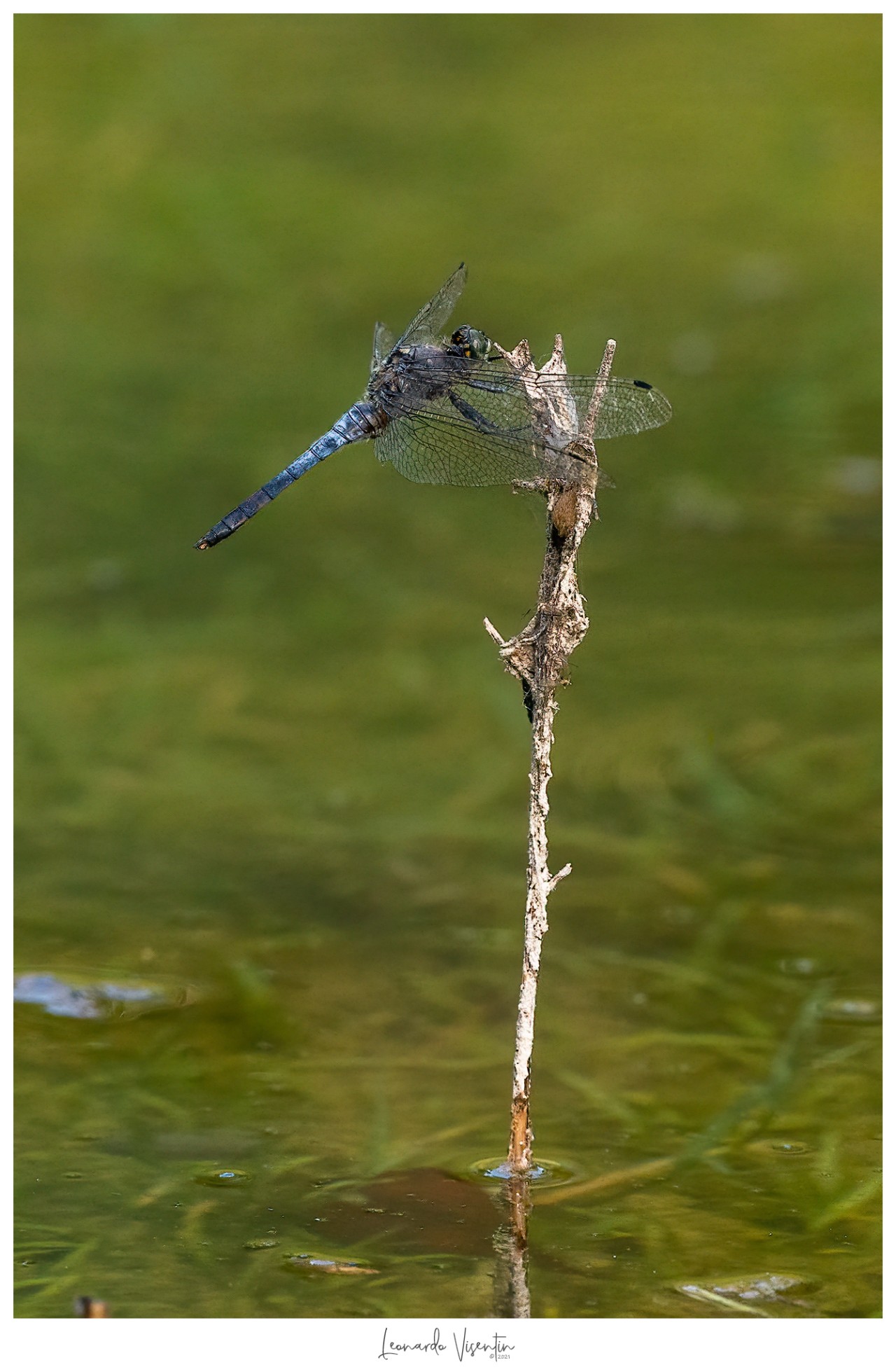 Libellula