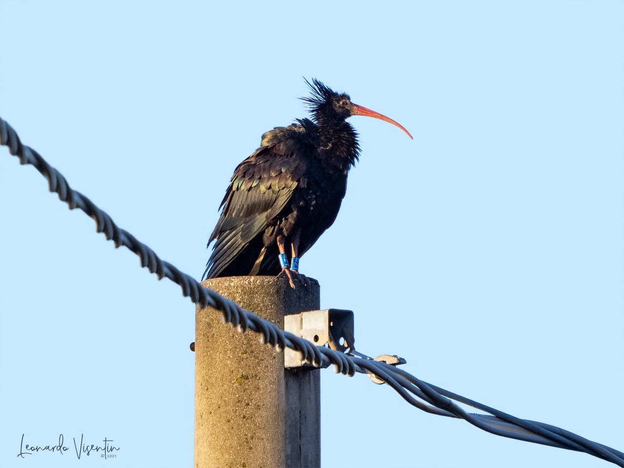 rory, ibis eremita