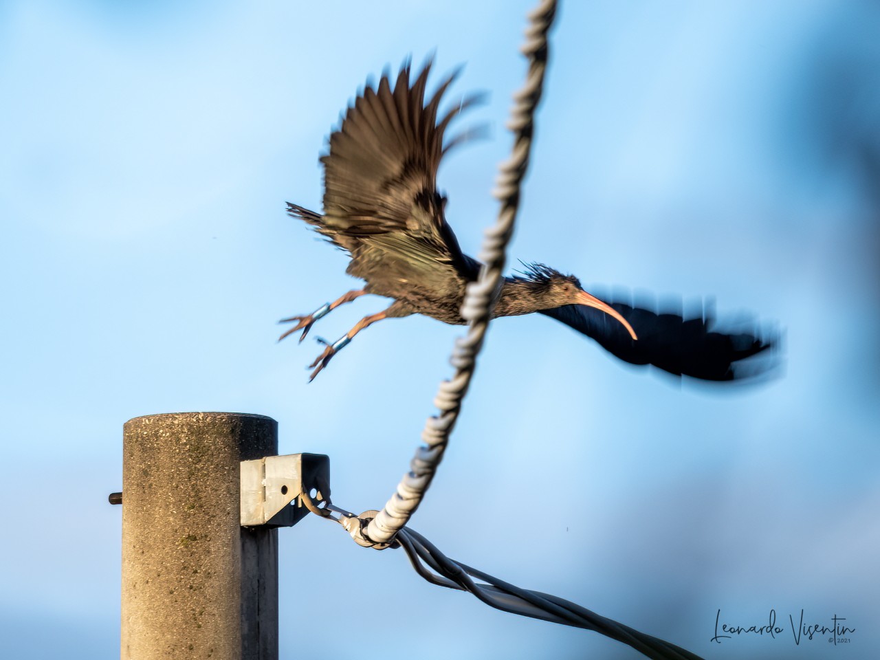 rory, ibis eremita
