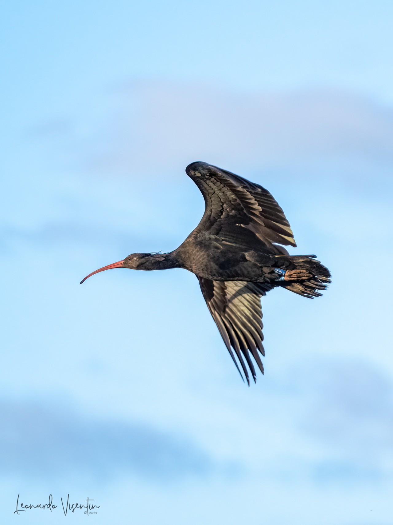 rory, ibis eremita