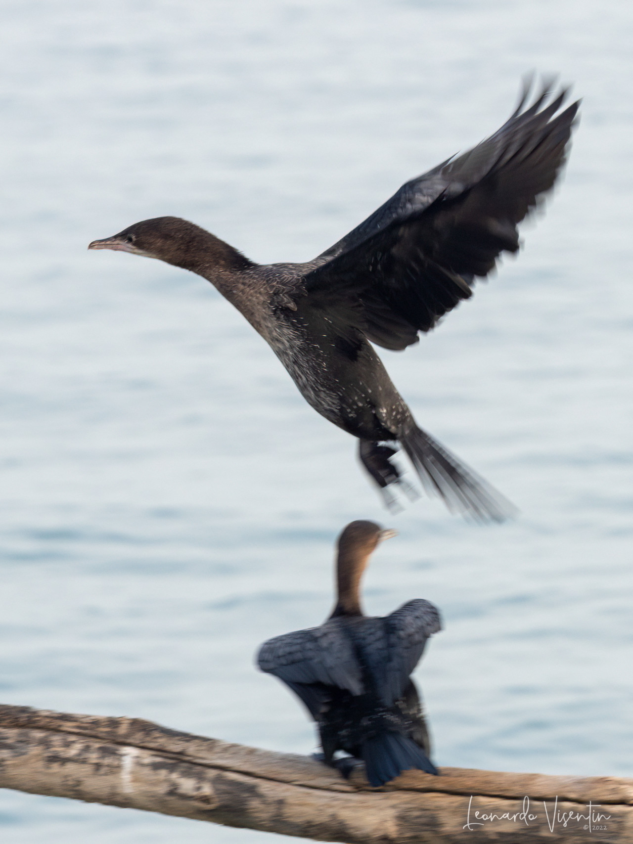 Marangoni minori in volo
