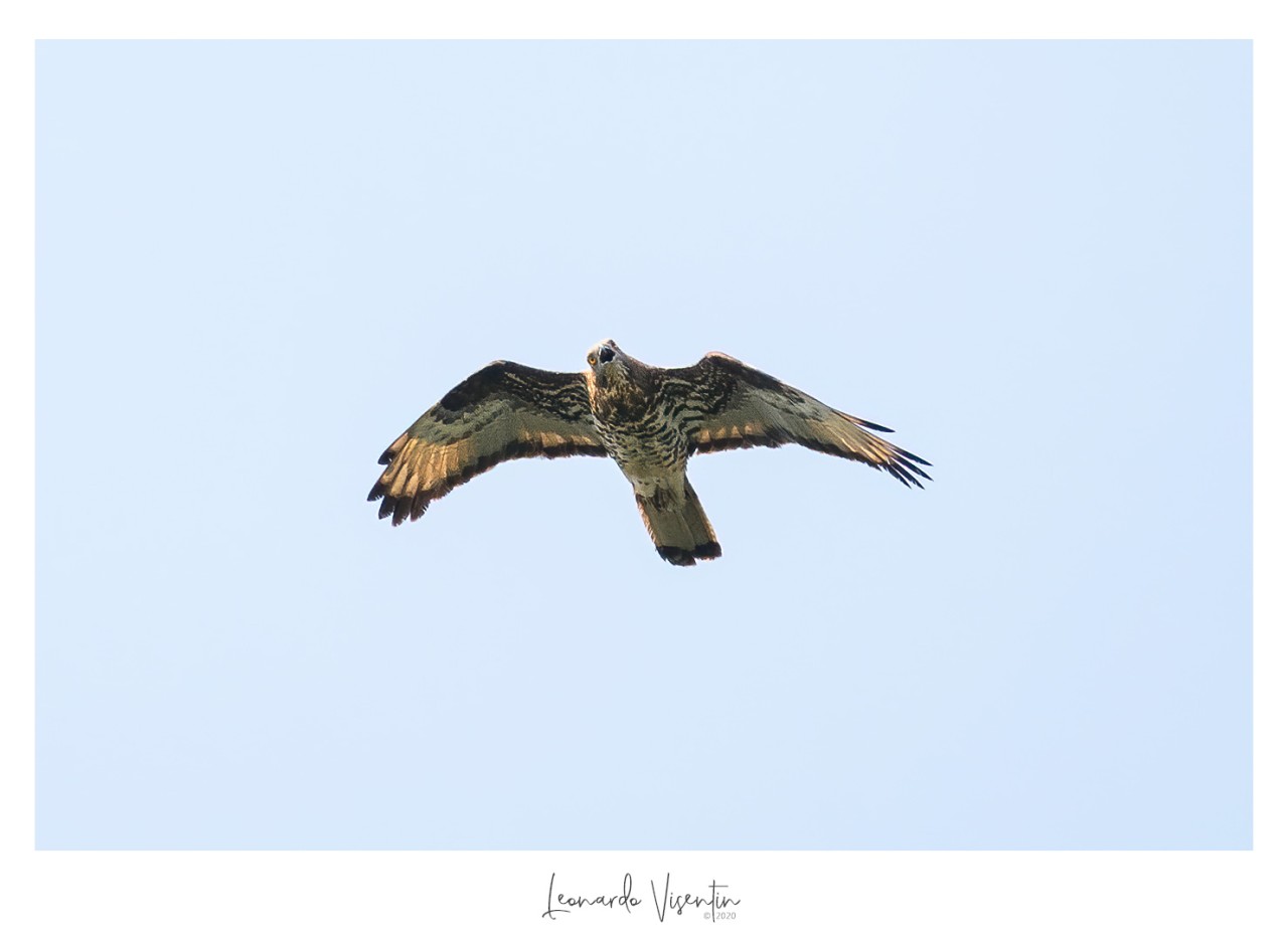Falco pecchiaiolo
