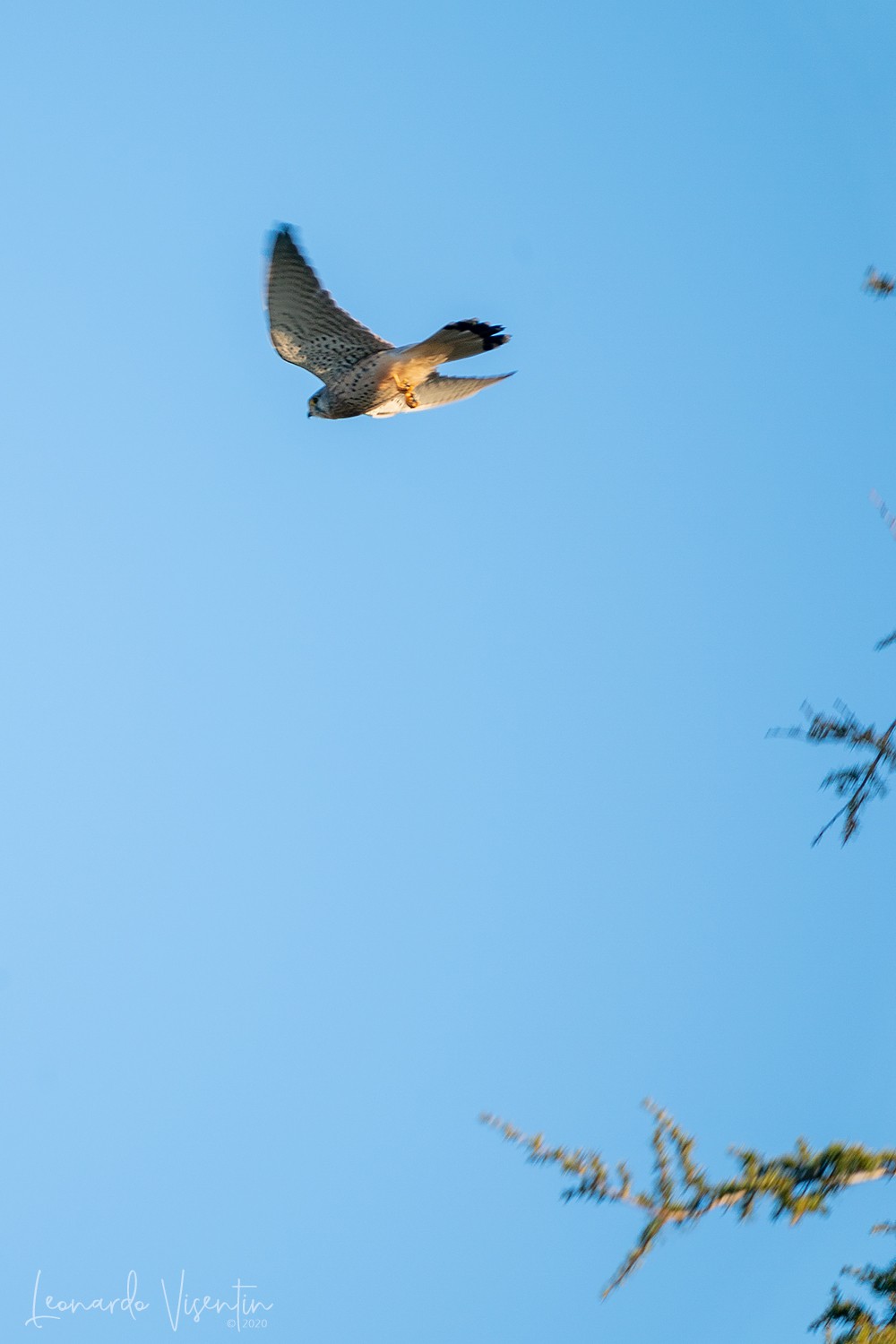 Falco tinnunculus