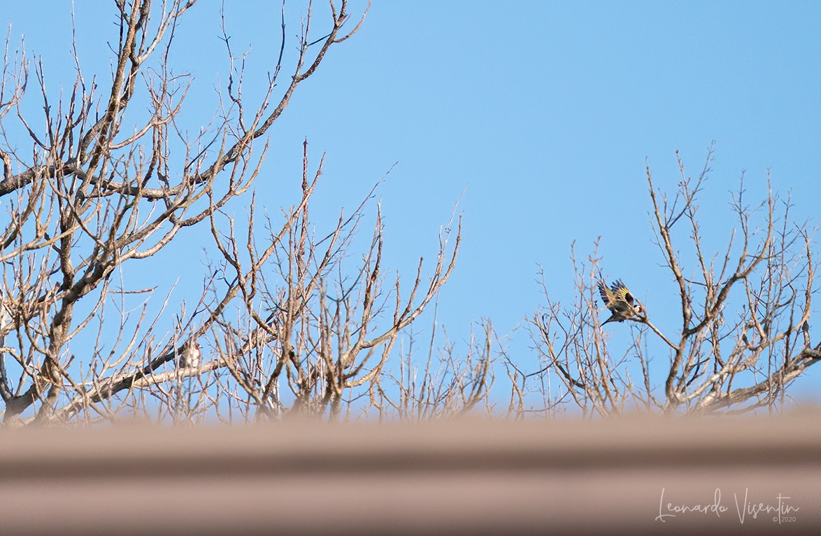 Cardellino (Carduelis carduelis)