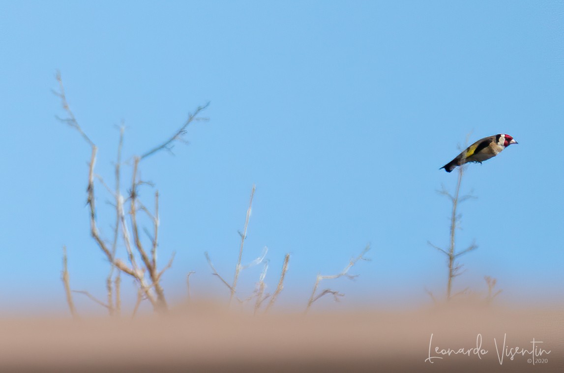 Cardellino (Carduelis carduelis)
