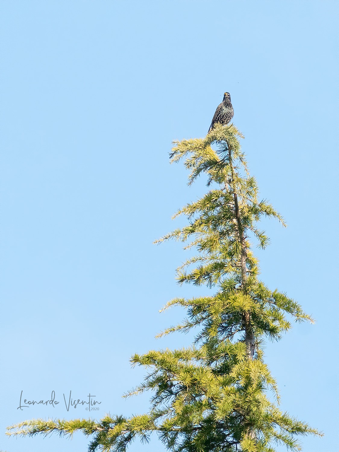 Storno comune (Sturnus vulgaris)