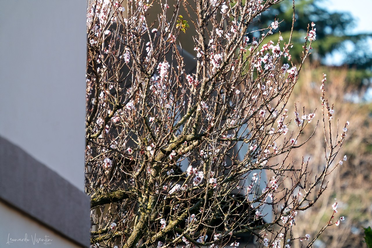 Primavera