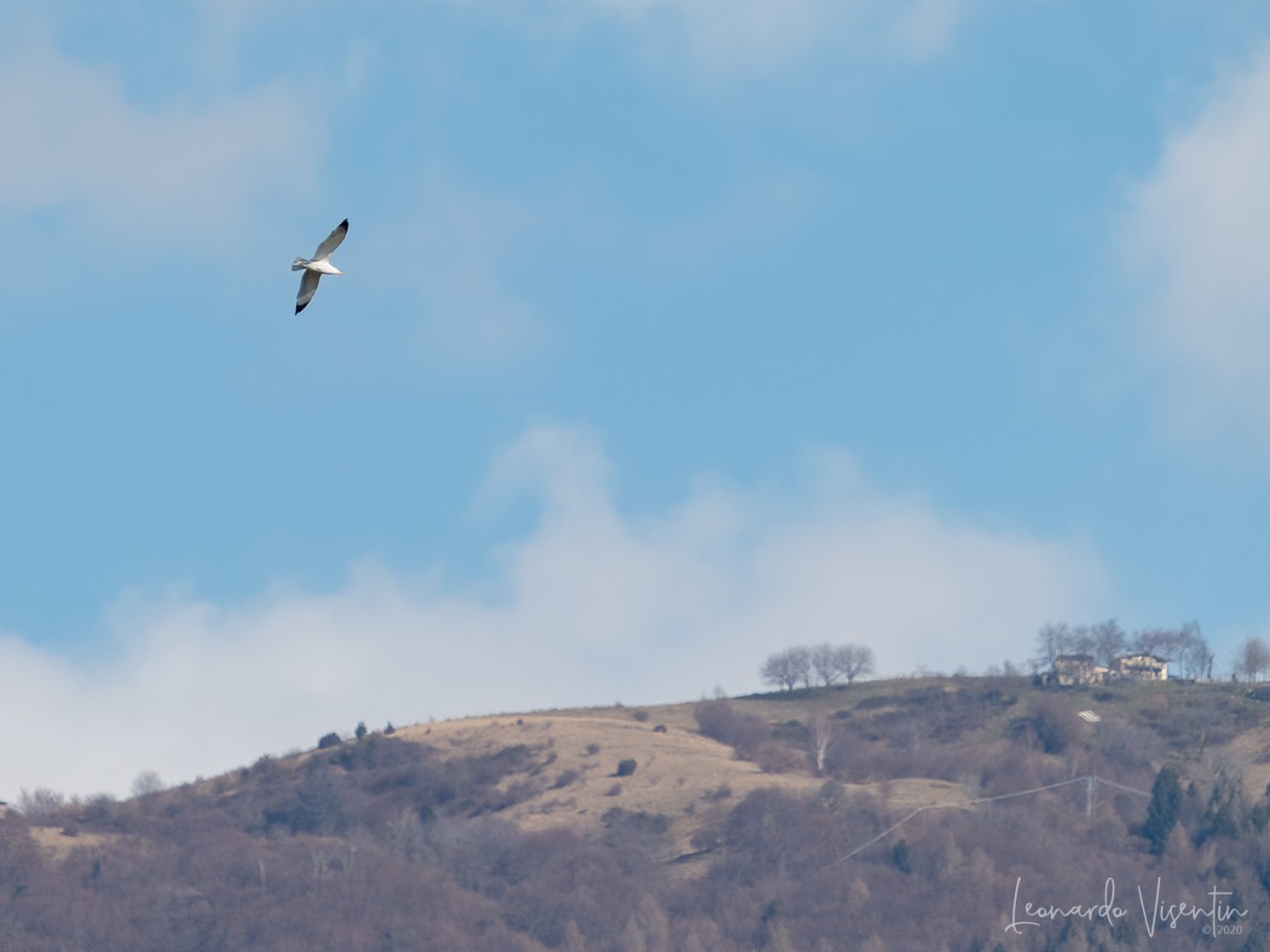 Gabbiano reale (Larus michahellis)