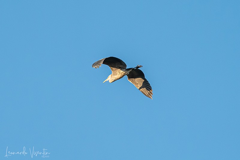Airone cenerino
