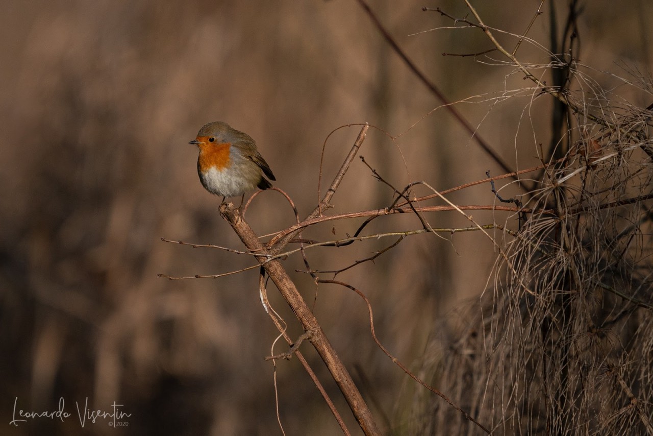 Pettirosso