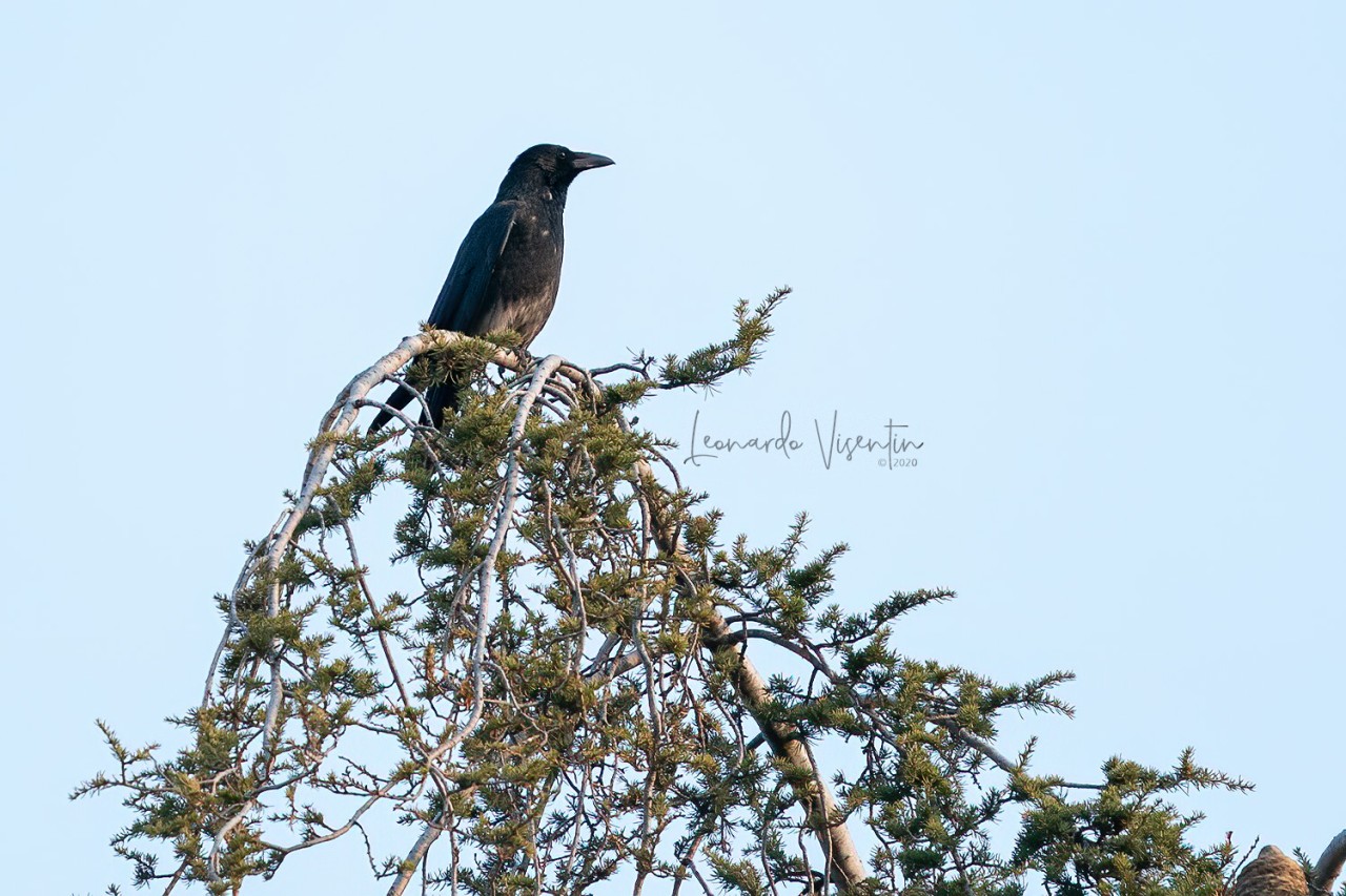 Cornacchia nera x grigia