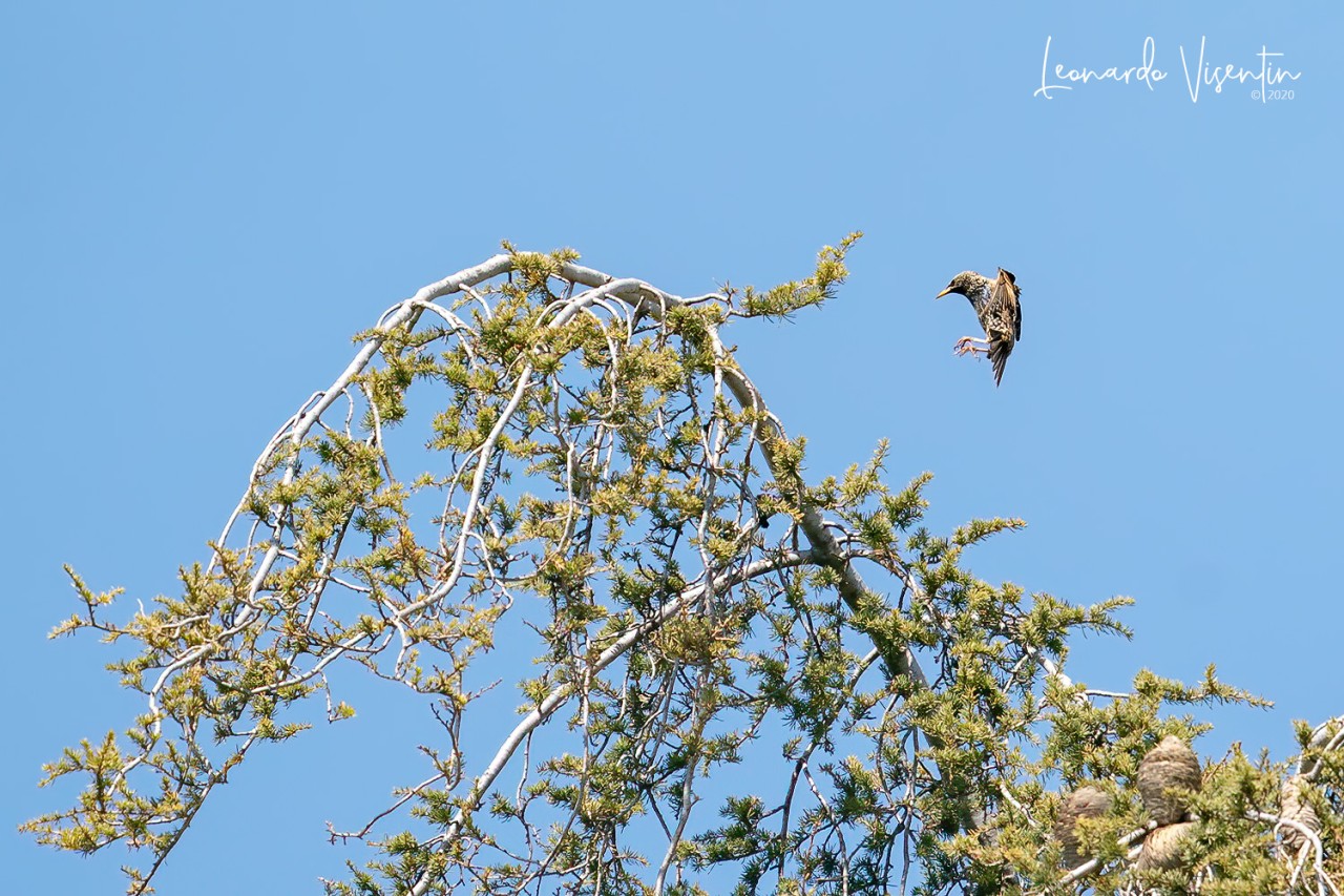Storno (Sturnus vulgaris)