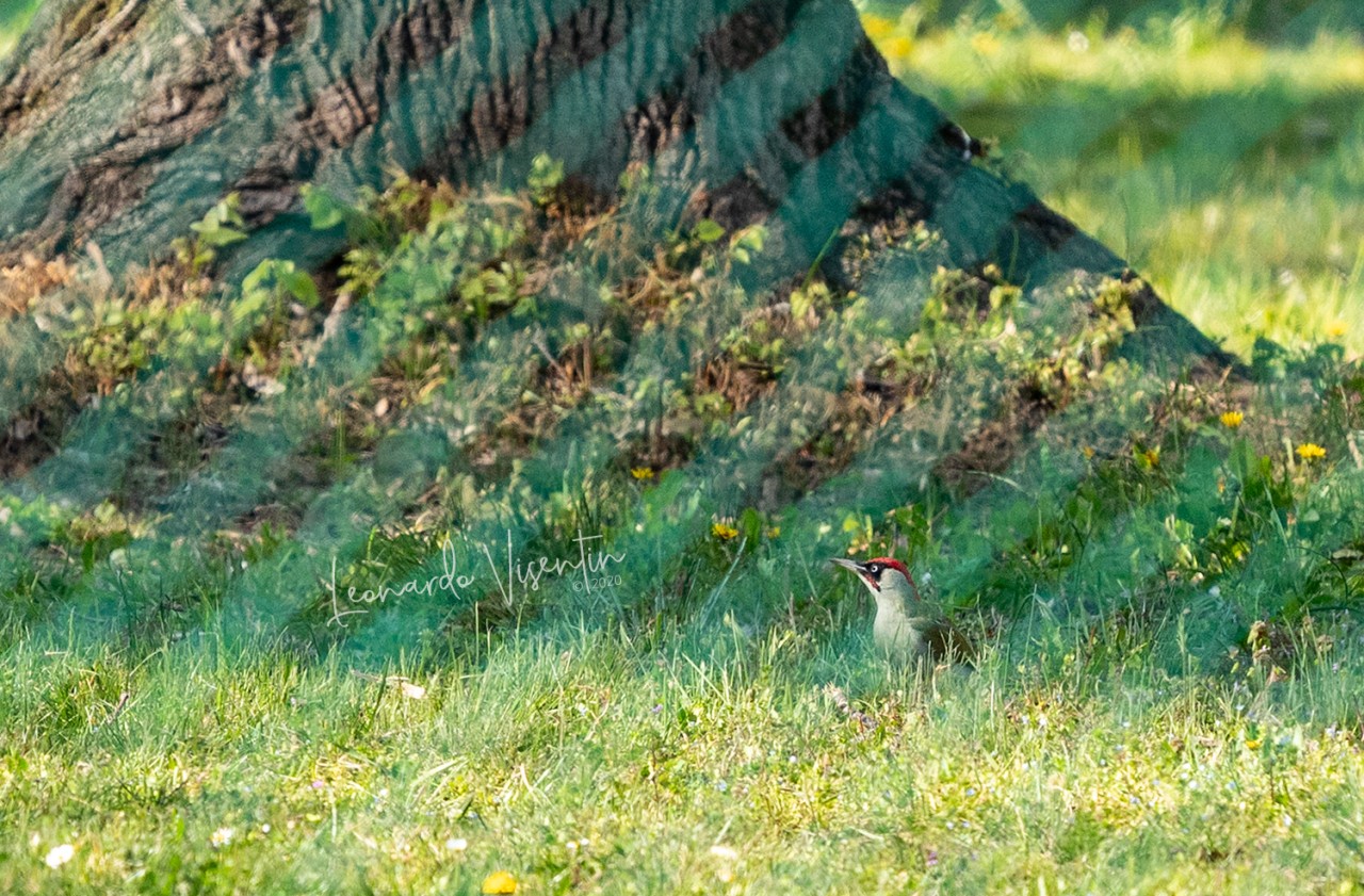 Picchio verde (Picus viridis)