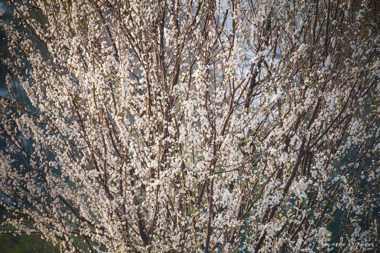 Primavera