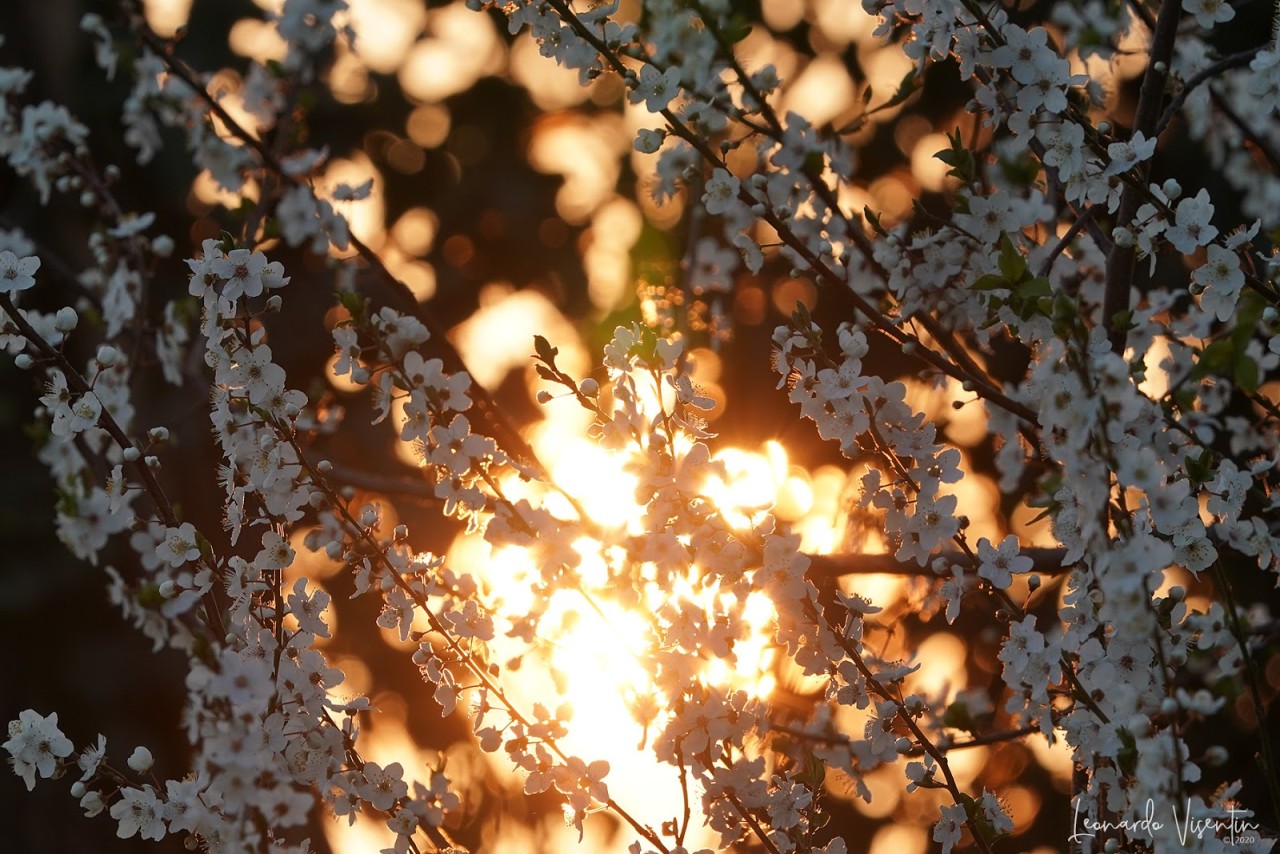 Primavera