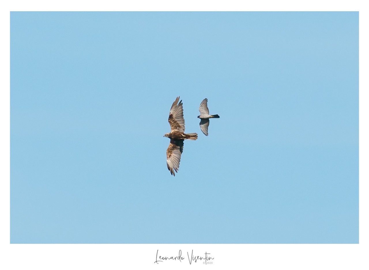 Sparviere e Falco di palude