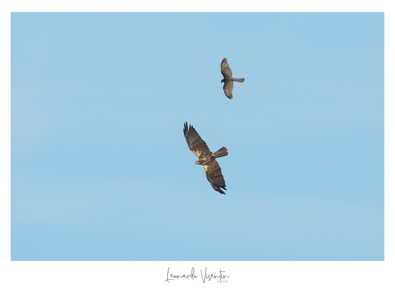 Sparviere e Falco di palude