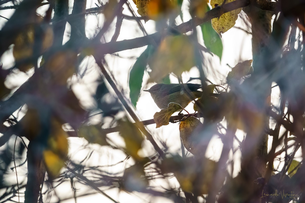 Luì piccolo (Phylloscopus collybita)