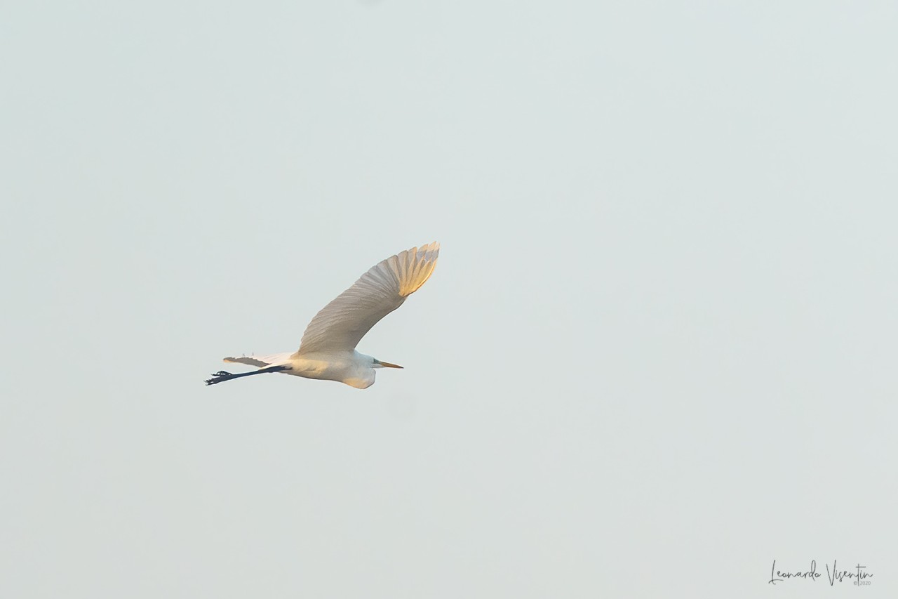 Airone bianco maggiore