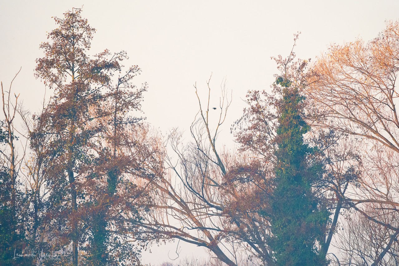 Alba