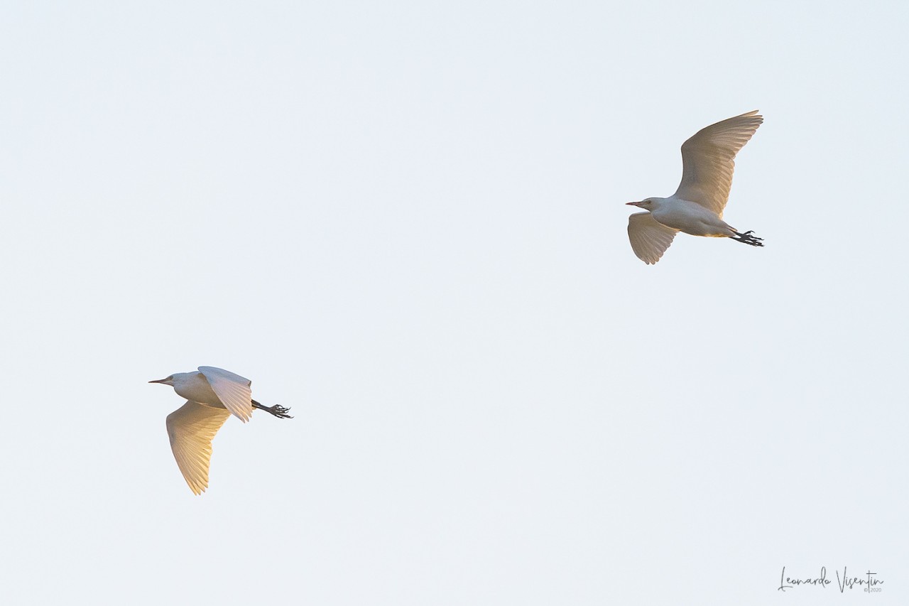 Aironi guardabuoi (Bubulcus ibis)