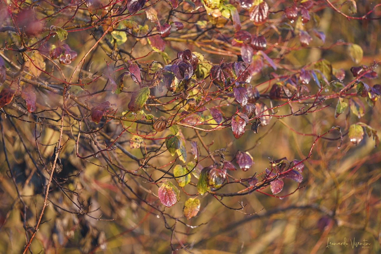 Autunno