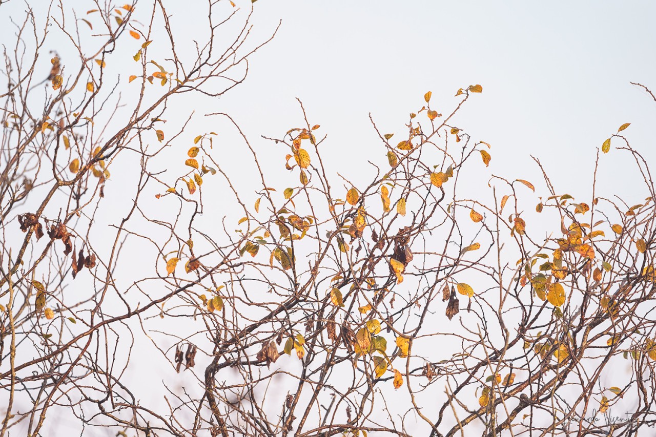Autunno