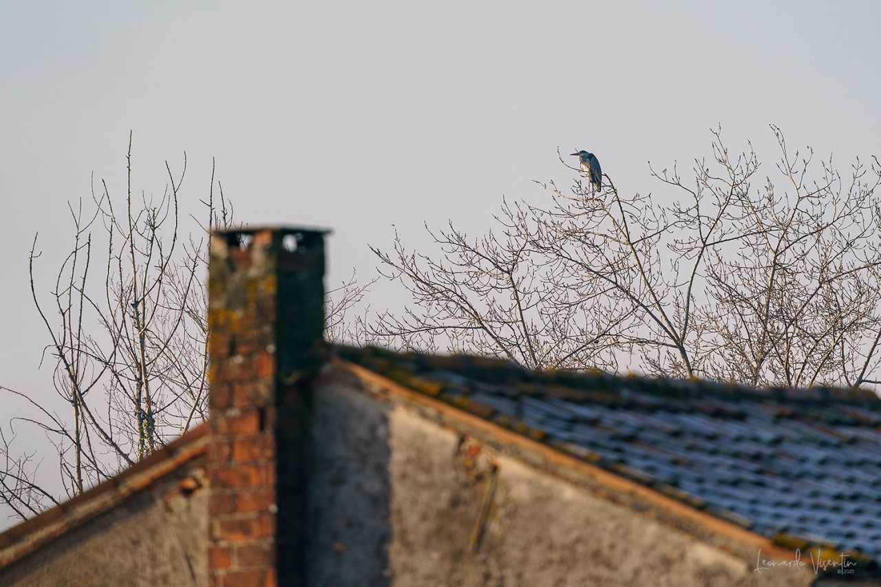 Airone cenerino sul mulino del Coppo