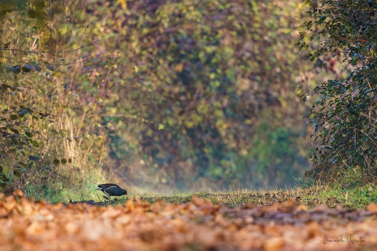 Gallinella d'acqua