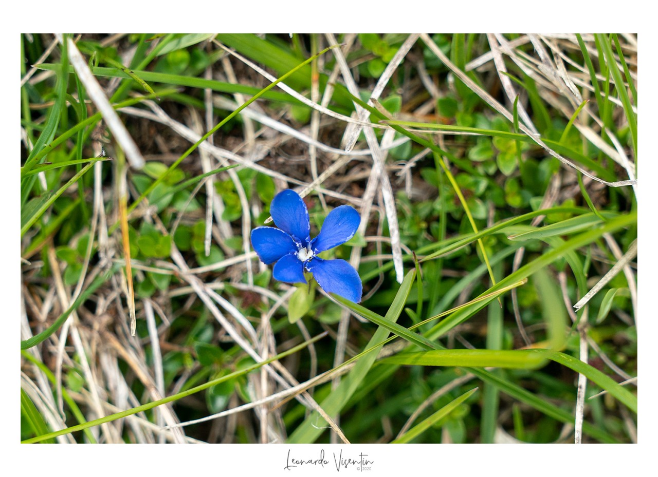Fiori