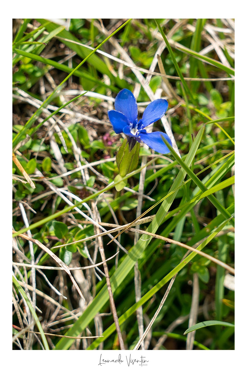 Fiori