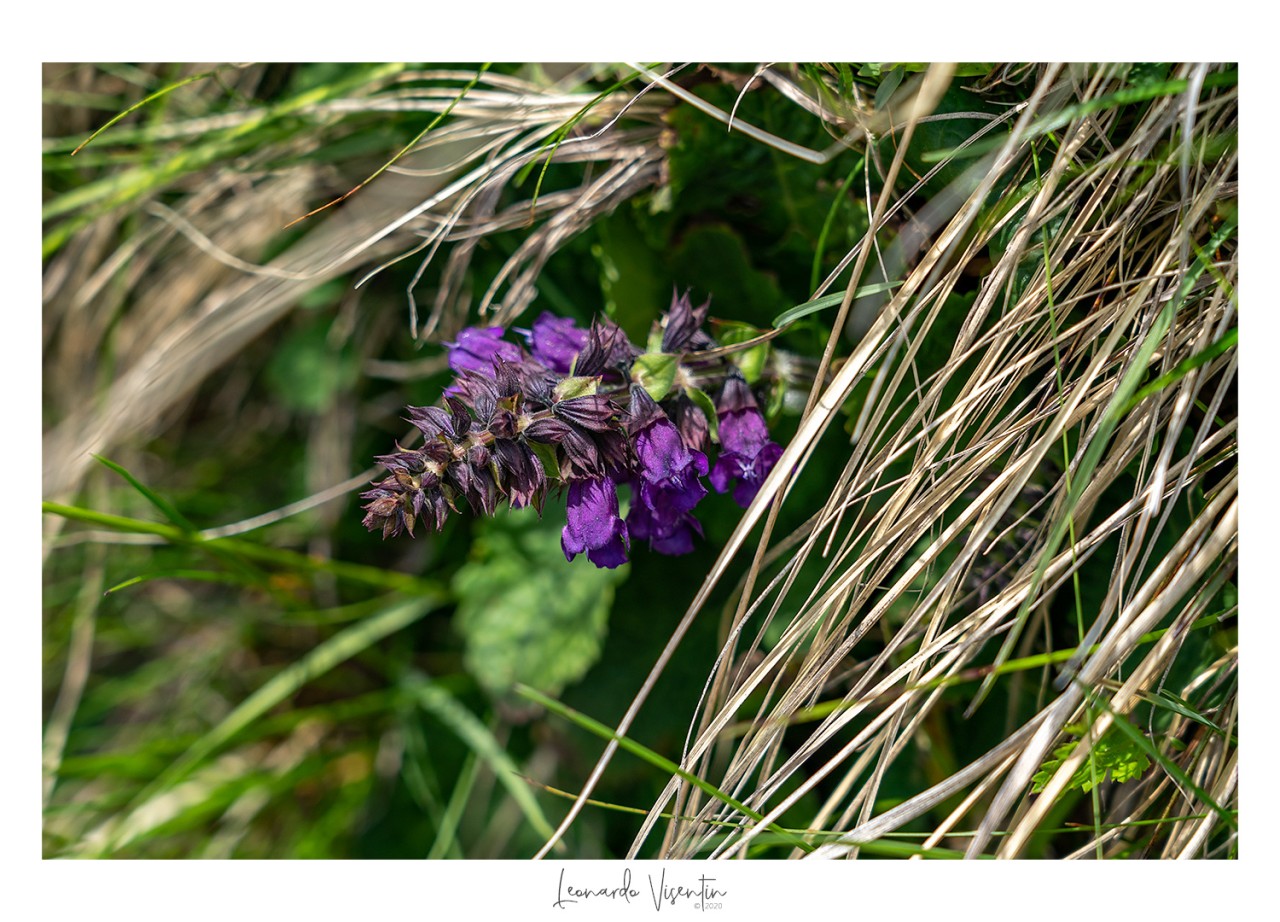 Fiori