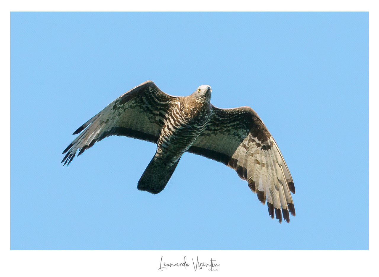 Falco pecchiaiolo