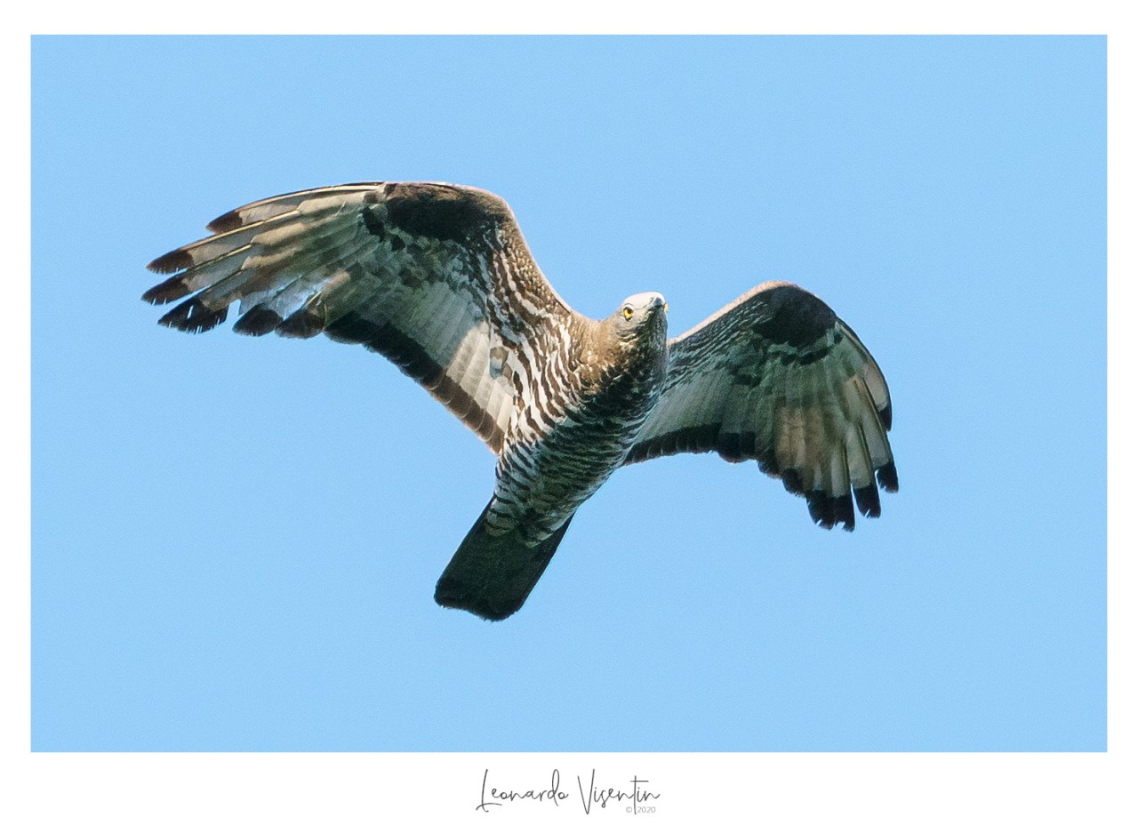 Falco pecchiaiolo